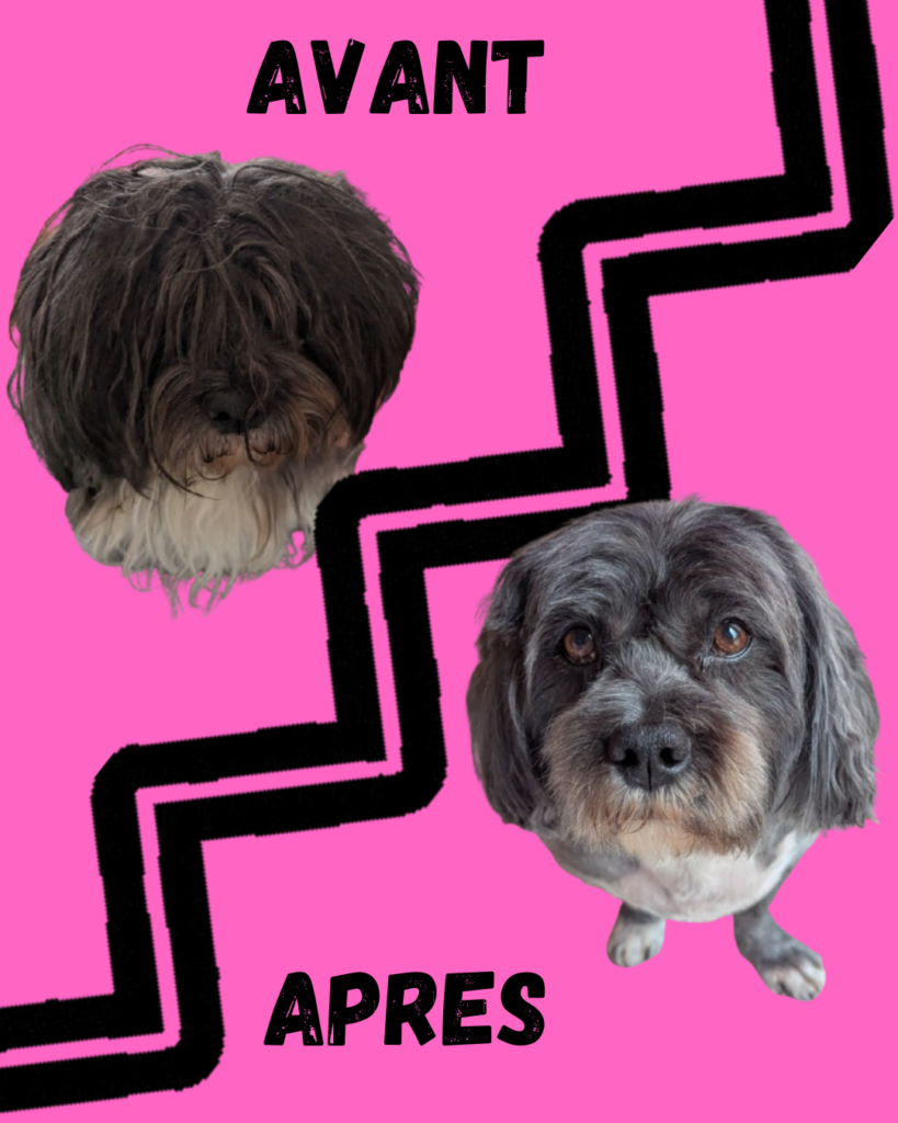 sofie toilettage chien chat mouilleron le captif